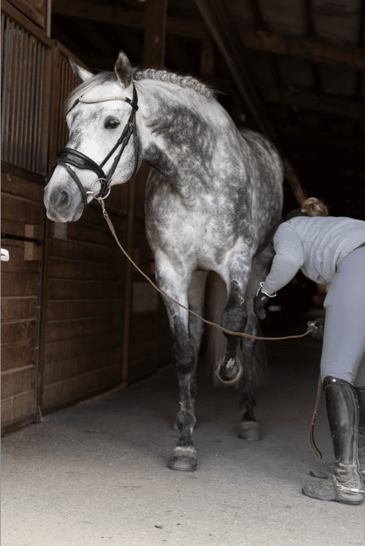 Boise Equestrian photographer